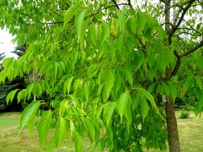 Arbre à gomme, Eucommia ulmoides, Eucommiacées, Arboretum … 