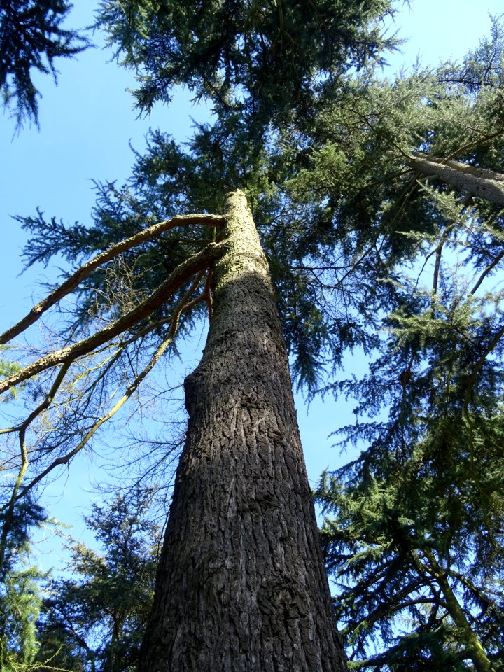 Tronc du Cèdre de l'Himalaya ou Cèdre sacré, Cedrus deodar… 