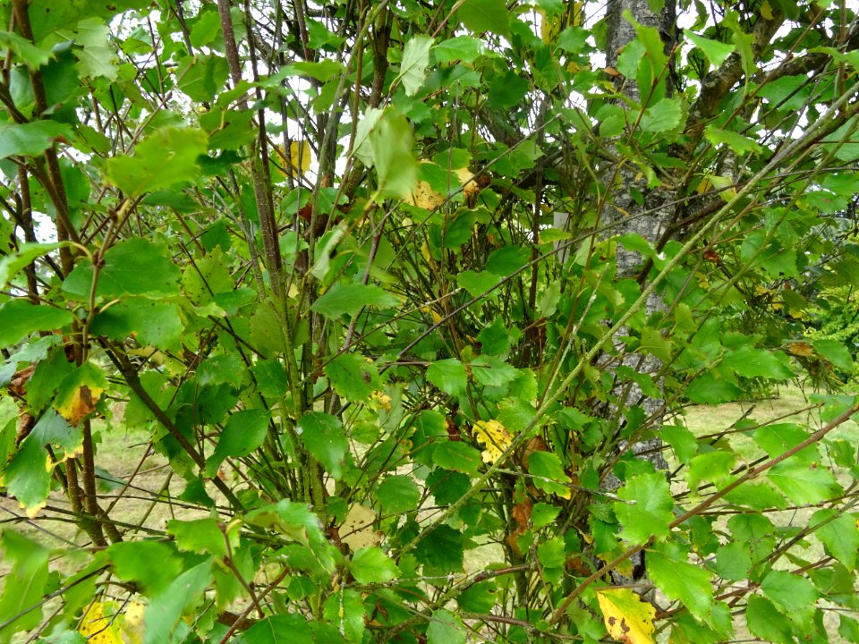 Bouleau pubescent, Betula pubescens, Betulacées, Arboretum… 