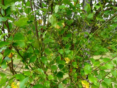 Bouleau pubescent, Betula pubescens, Betulacées, Arboretum… 