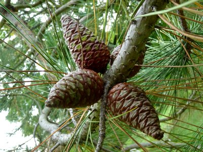 Cônes femelles bruns du Pin de Calabre, Pinus brutia var. … 