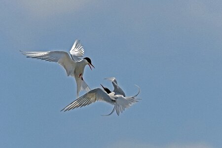 Arguing birds north sea