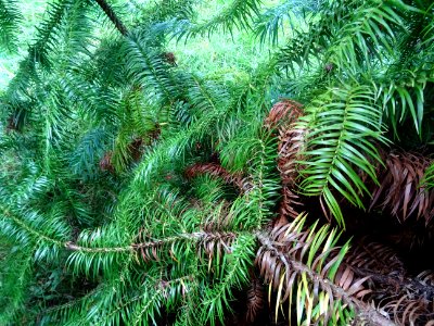 Araucaria élégant ou Sapin de Chine, Cunninghamia lanceola… 