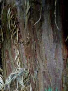 Ecorce du Araucaria élégant ou Sapin de Chine, Cunninghami… 