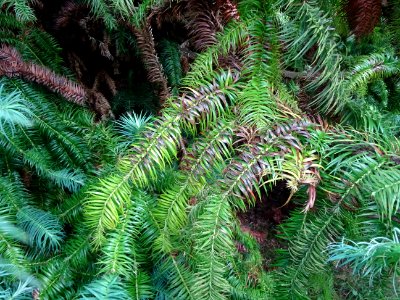 Araucaria élégant ou Sapin de Chine, Cunninghamia lanceola… 