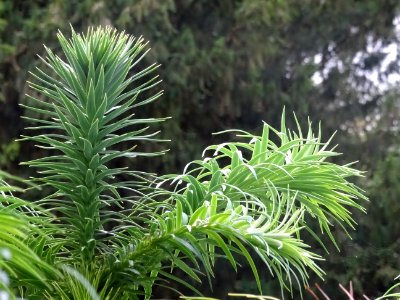 Araucaria élégant ou Sapin de Chine, Cunninghamia lanceola… 