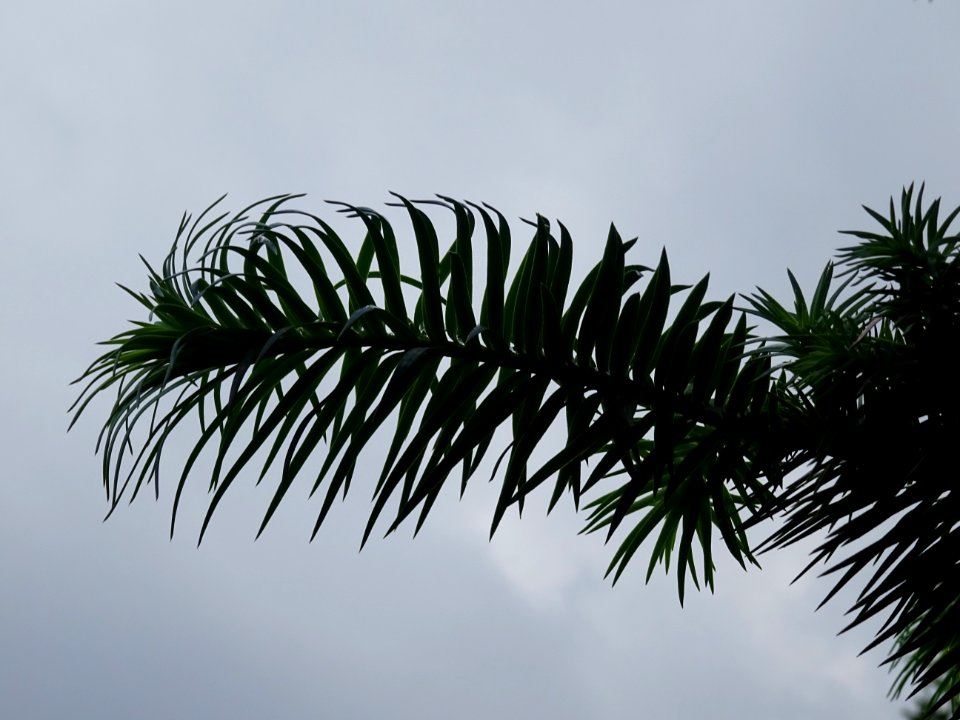 Araucaria élégant ou Sapin de Chine, Cunninghamia lanceola… 