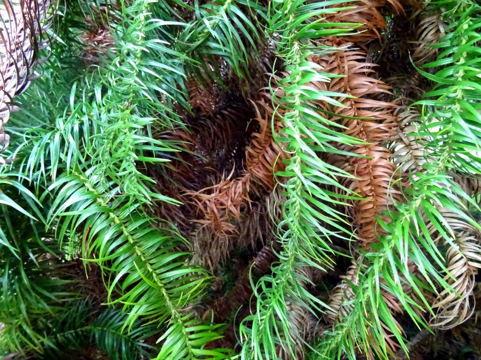Araucaria élégant ou Sapin de Chine, Cunninghamia lanceola… 