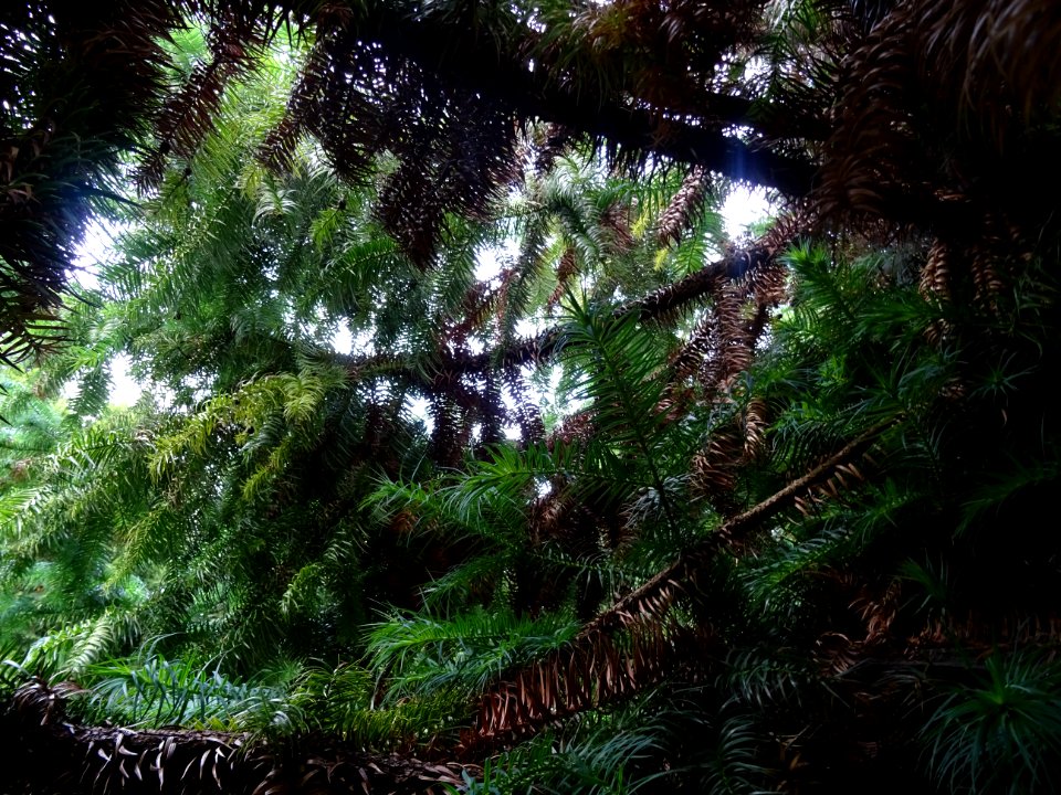 Araucaria élégant ou Sapin de Chine, Cunninghamia lanceola… 