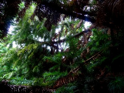 Araucaria élégant ou Sapin de Chine, Cunninghamia lanceola… 