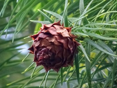 Cône globuleux marron de l' Araucaria élégant ou Sapin de … 