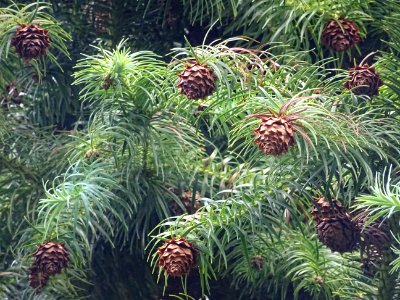 Cônes globuleux marron de l' Araucaria élégant ou Sapin de… 