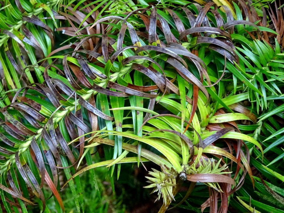 Araucaria élégant ou Sapin de Chine, Cunninghamia lanceola… 