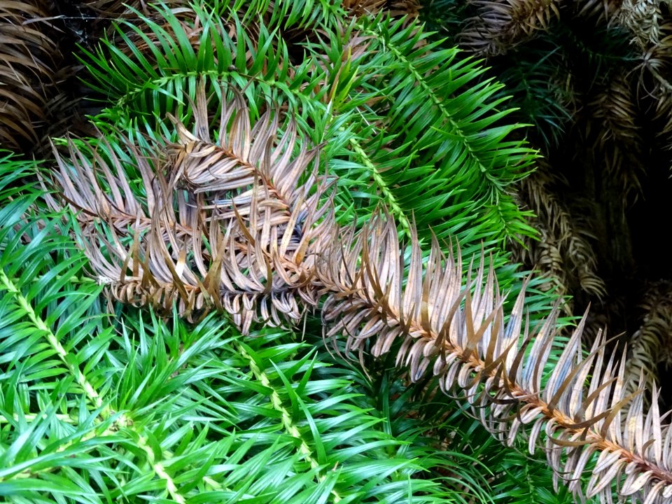 Araucaria élégant ou Sapin de Chine, Cunninghamia lanceola… 