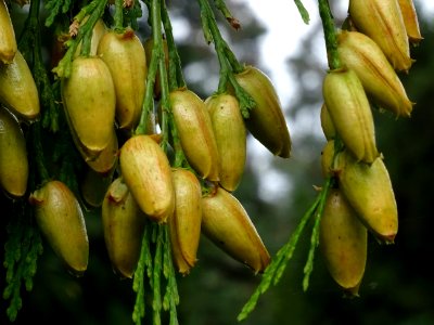 Cônes femelles du Calocèdre ou Cèdre à encens ou Cèdre bla… 