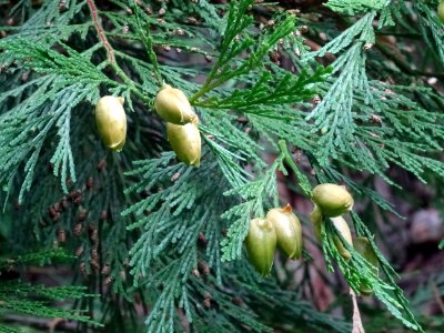 Cônes femelles du Calocèdre ou Cèdre à encens ou Cèdre bla… 