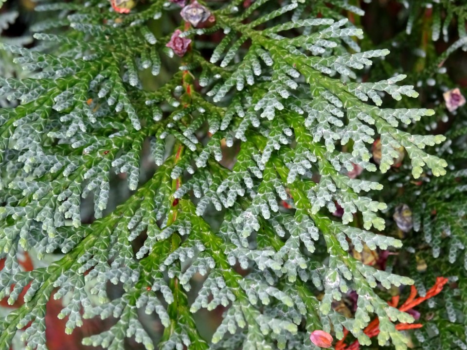 Cyprès de Lawson, Chamaecyparis lawsoniana, Cupressacées, … 