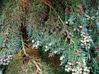 Cyprès de Lawson, Chamaecyparis lawsoniana, Cupressacées, … 