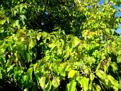 Noisetier de Turquie ou Coudrier de Byzance, Corylus colur… 