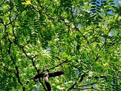Feuilles et gousses du Févier de Caspienne, Gleditsia casp… 