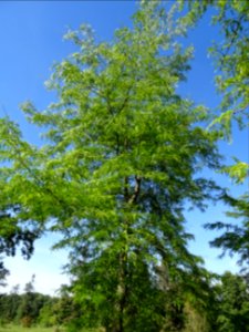 Févier de Caspienne, Gleditsia caspica, Fabacées, Arboretu… 