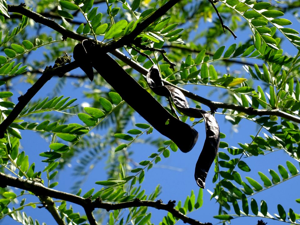 Gousses noires et sèches du Févier de Caspienne, Gleditsia… 