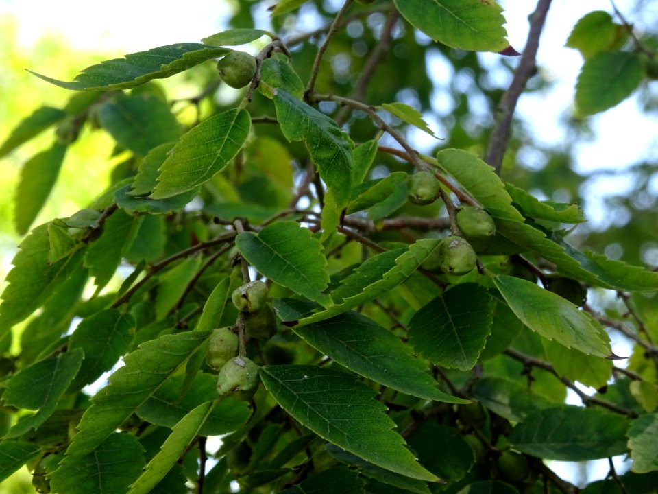 Orme du Caucase ou Faux Orme de Sibérie, Zelkova carpinifo… 
