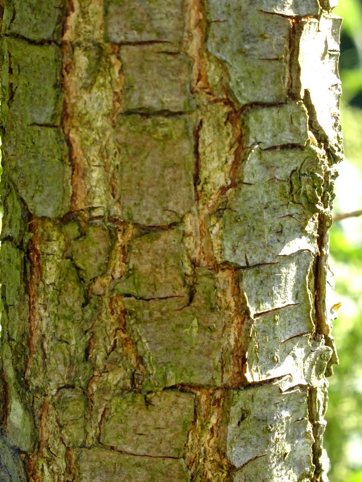 Ecorce du Chêne gris, Quercus grisea, Fagacées, Arboretum … 
