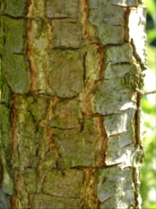 Ecorce du Chêne gris, Quercus grisea, Fagacées, Arboretum … 