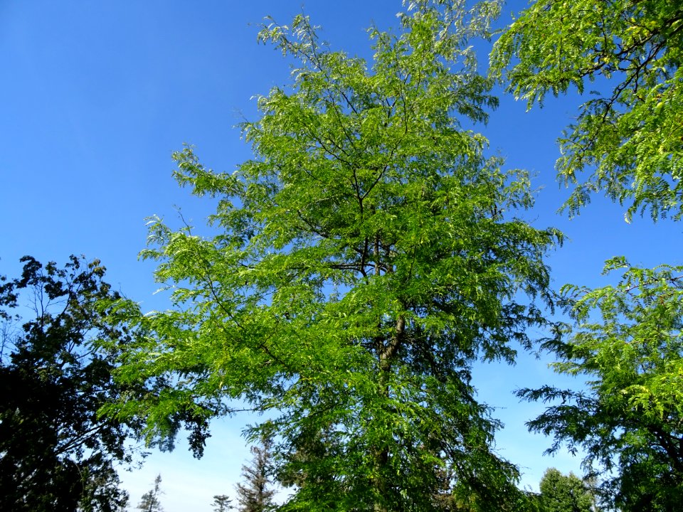 Févier de Caspienne, Gleditsia caspica, Fabacées, Arboretu… 