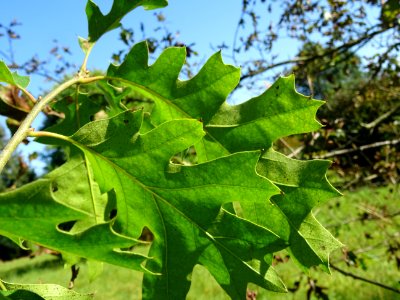 Chêne noir de Californie ou Chêne de Kellogg, Quercus kell… 