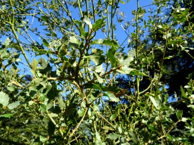 Chêne gris, Quercus grisea, Fagacées, Arboretum de Chèvrel… 