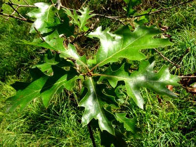 Chêne noir de Californie ou Chêne de Kellogg, Quercus kell… 