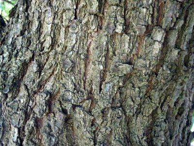 Ecorce du Chêne de Virginie, Quercus virginiana, Fagacées,… 