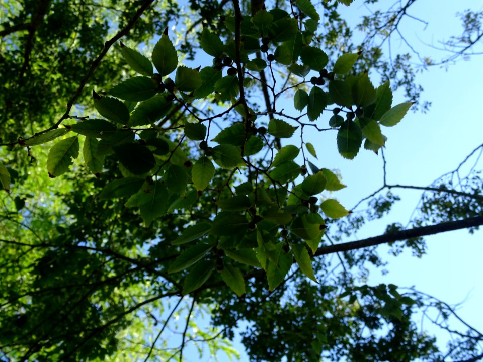 Orme du Caucase ou Faux Orme de Sibérie, Zelkova carpinifo… 