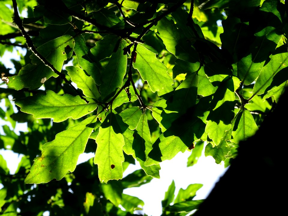 Chêne hybride libanerris, Quercus X libanerris, Hybride de… 