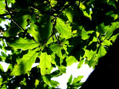 Chêne hybride libanerris, Quercus X libanerris, Hybride de… 