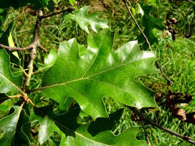 Chêne noir de Californie ou Chêne de Kellogg, Quercus kell… 