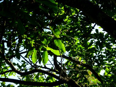 Chêne hybride libanerris, Quercus X libanerris, Hybride de… 