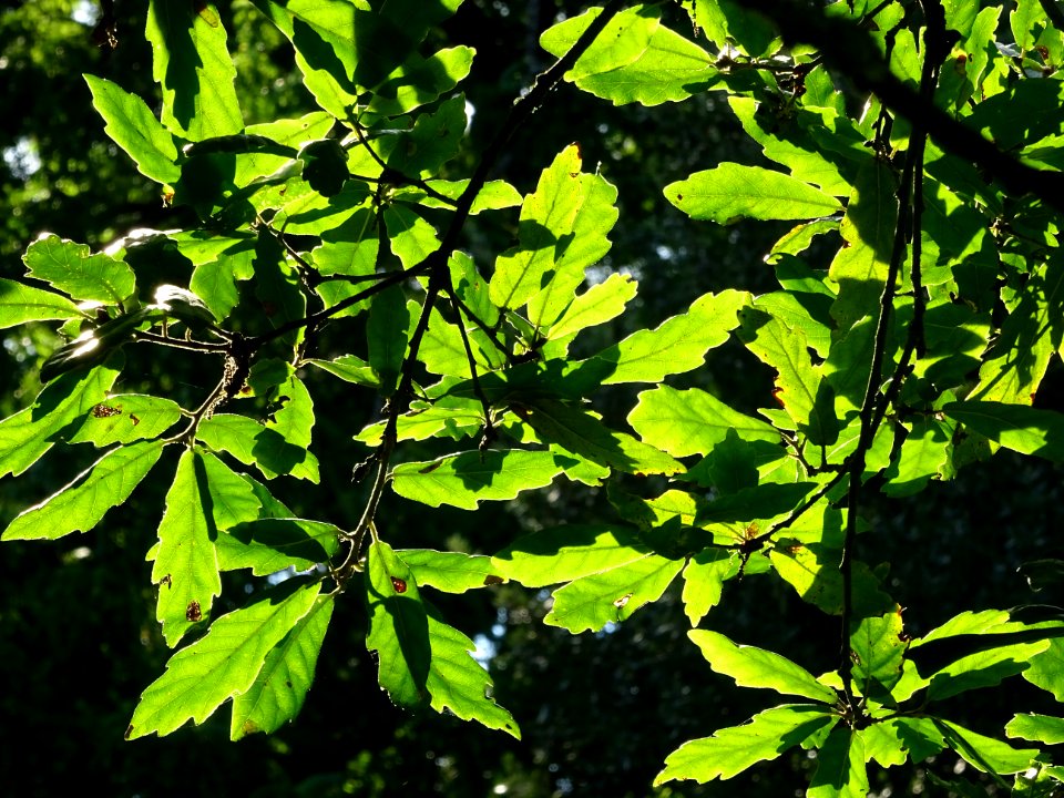 Chêne hybride libanerris, Quercus X libanerris, Hybride de… 