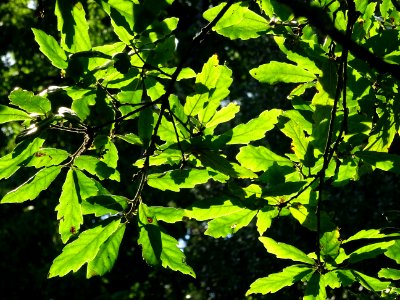 Chêne hybride libanerris, Quercus X libanerris, Hybride de… 