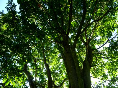 Troncs et branches du Chêne hybride libanerris, Quercus X … 