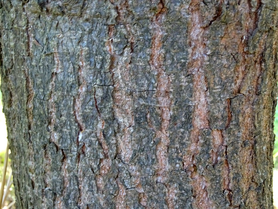 Ecorce du Chêne hybride libanerris, Quercus X libanerris, … 
