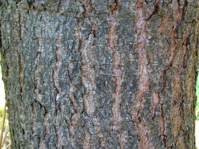 Ecorce du Chêne hybride libanerris, Quercus X libanerris, … 