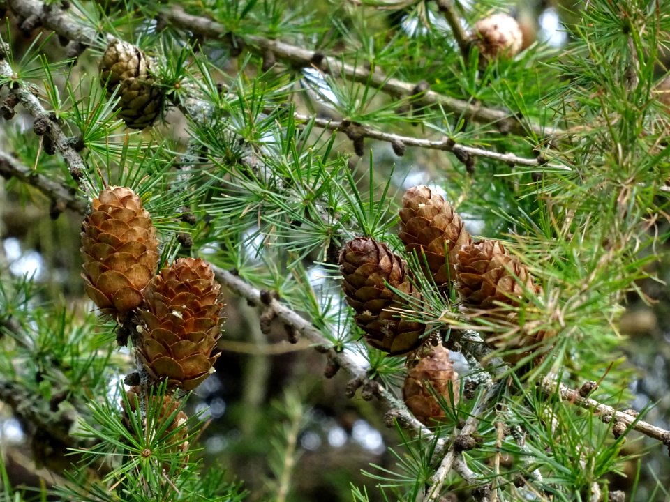 Cônes de Mélèze hybride, Larix gmelinii * Larix czekanowsk… 