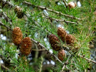 Cônes de Mélèze hybride, Larix gmelinii * Larix czekanowsk… 