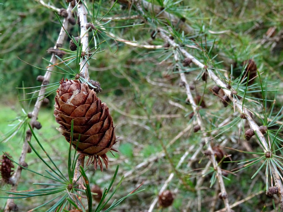 Cône de Mélèze hybride, Larix gmelinii * Larix czekanowski… 