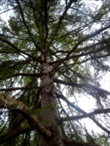 Tronc et branches de Mélèze hybride, Larix gmelinii * Lari… 