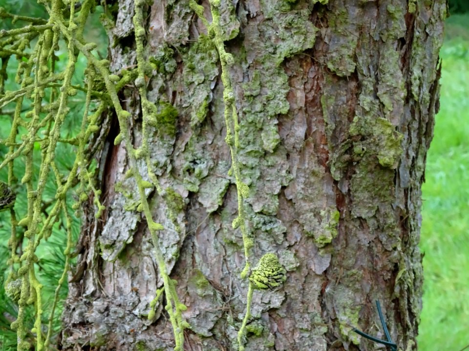 Ecorce du Mélèze du Japon, Larix kaempferi 'Blue Rabbit we… 