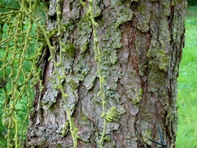 Ecorce du Mélèze du Japon, Larix kaempferi 'Blue Rabbit we… 